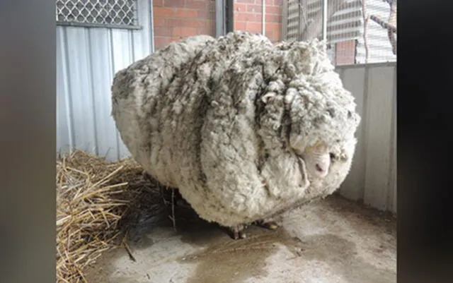 Cuando la encontraron casi no podía caminar. Foto: