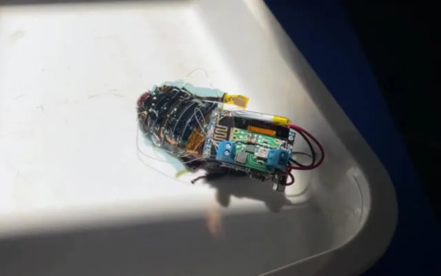 Las cucarachas llevan en su espalda una especie de mochila. Esta incorpora un dispositivo que controla el movimiento de sus piernas y unas celdas solares que le dotan de energía. Foto: captura de pantalla Daily Mail / RIKEN