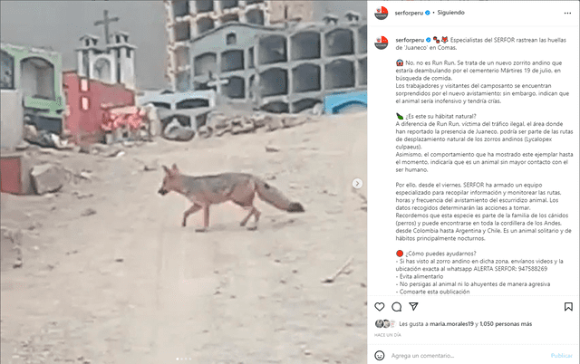Serfor se pronuncia sobre el zorro avistado en Comas. Foto: Instagram Serfor