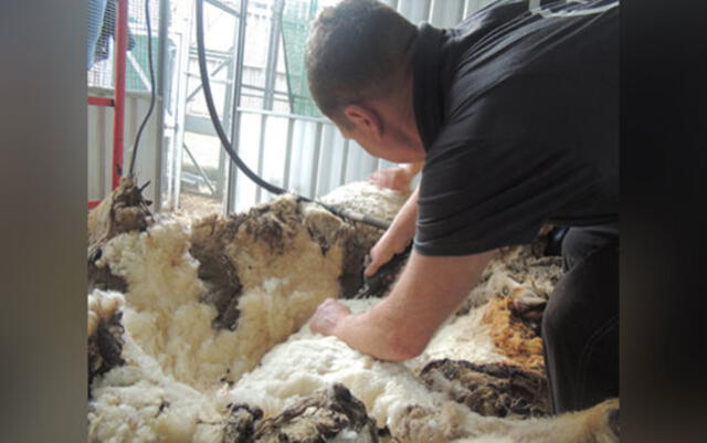 Ian Elkins la esquiló de manera voluntaria