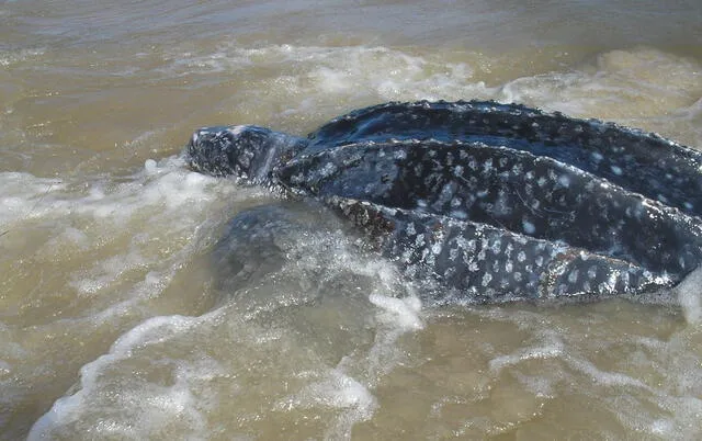  El acercamiento más cercano de la tortuga siete quillas en costas sudamericanas se dio en Venezuela. Foto: Karumbé   