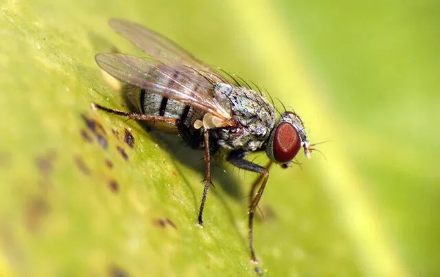 La mosca asesina suele cazar a su presa en vuelo. Foto: Katja Sabine Schulz    