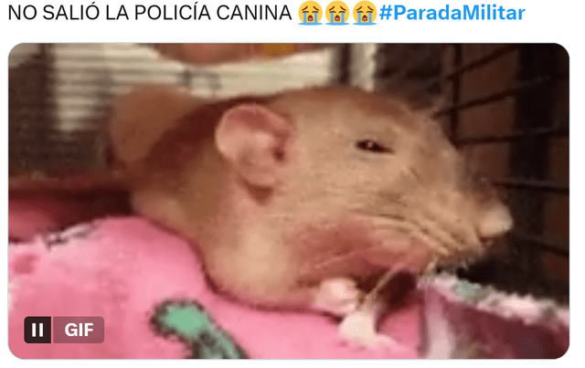 Parada Militar 2025 | Policía Canina | Dina Boluarte Parada Militar 2025 | Policía Canina | Dina Boluarte