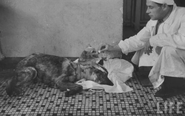 En la cirugía se utilizó un pastor alemán que recogió en la calle llamado Brodyaga (vagabundo) y un perro pequeño llamado Shavka. Foto: LIFE Magazine En la cirugía se utilizó un pastor alemán que recogió en la calle llamado Brodyaga (vagabundo) y un perro pequeño llamado Shavka. Foto: LIFE Magazine