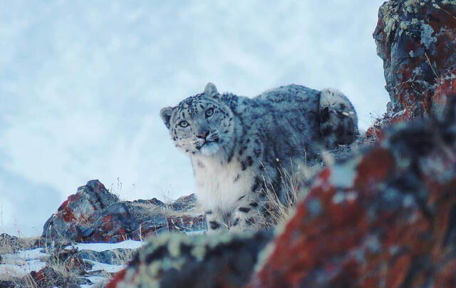 La fotografía del leopardo de las nieves obtenida por Alexey Kuzhlekov.