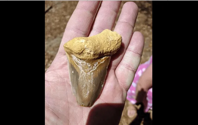 La joven norteamericana envió las fotografías de su hallazgo a especialistas de la Universidad de Florida, quien confirmaron que la pieza se trataba de un fósil. (Foto: Difusión)