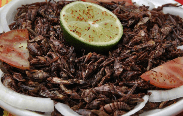 Los grillos son insectos que pueden prepararse en diversos platillos. Foto: Marca Claro