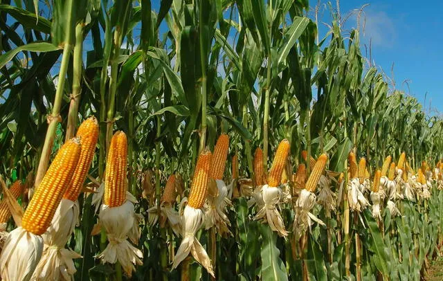  El cultivo de maíz concentra el 13% del área agrícola en Colombia. Foto: Agroinsumos   