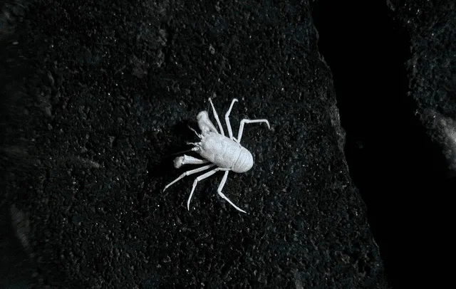  El cangrejo blanco es endémico de la isla de Lanzarote, en el océano Atlántico. Foto: Vcarceler   