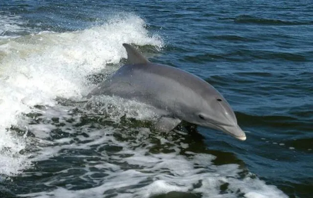  Este acercamiento a la vida subacuática refuerza la necesidad de un compromiso continuo con la conservación marina y el respeto por las vidas que estos hábitats sostienen. Foto: Extinción Animal    