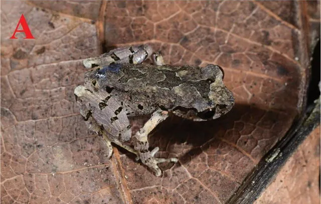 El 'Leptobrachella albomarginata' tiene un poco más de una pulgada de longitud. Foto: difusión El 'Leptobrachella albomarginata' tiene un poco más de una pulgada de longitud. Foto: difusión