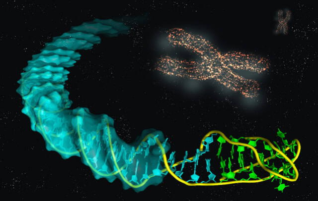 La primera secuencia completa del ADN ha revelado un mundo desconocido de secuencias redundantes. Foto: IQFR-CSIC