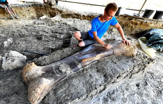 Maxime Lasseron, researching his doctorate at the National Museum of Natural History of Paris, inspects the femur of a Sauropod on July 24, 2019, after it was discovered earlier in the week during excavations at the palaeontological site of Angeac-Charente, near Ch�teauneuf-sur- Charente, south western France. - The 140 million-years-old, two meters long, 500 kilogramme femur of the Jurassic period Sauropod, the largest herbivorous dinosaur known to date, was discovered nestled in a thick layer of clay by a team of volunteer excavators from the National Museum of Natural History working at the palaeontological site. Other bones from the animal's pelvis were also unearthed. (Photo by GEORGES GOBET / AFP)