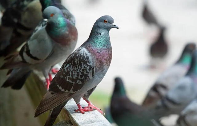  Un veterinario efectuó una autopsia al animal muerto. Foto: ABC<br>    