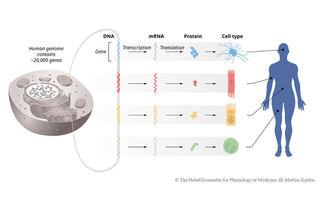  Los microARN tienen un papel crucial en la prevención de enfermedades como el cáncer, la diabetes y trastornos autoinmunes. Foto: Comité Nobel de Medicina/Mattias Karlén   