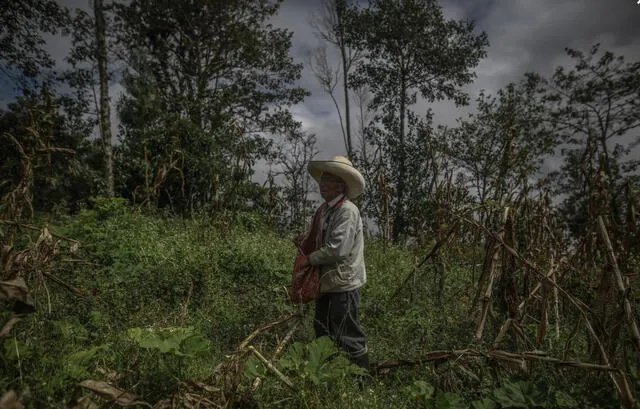 Padre de Castillo y la mayoría de habitantes de Puña se dedican a la agricultura. Foto: Aldair Mejia/La República