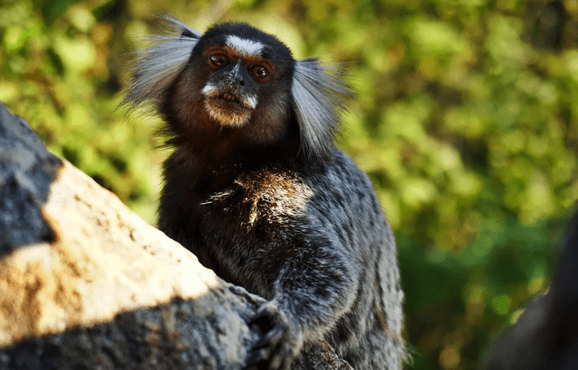 El parque es hogar de una rica biodiversidad, incluyendo más de 250 especies de aves, diversos mamíferos, reptiles y plantas. Foto: Itaway Ecotours   