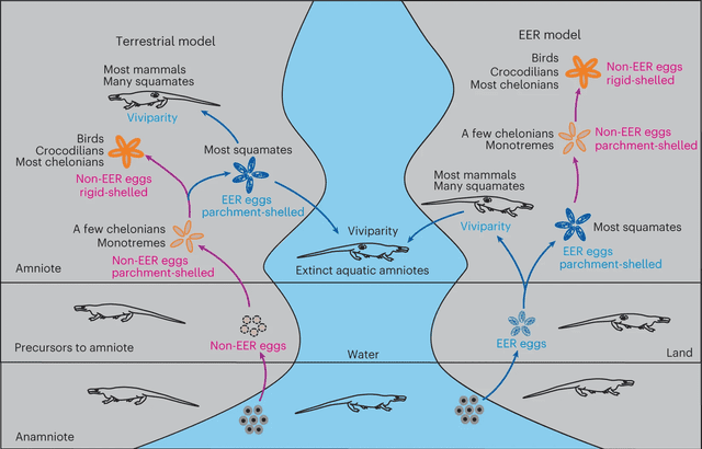 Las dos teorías que se debaten sobre la evolución del huevo amniótico son la terrestre y la del modelo EER. Foto: Nature Las dos teorías que se debaten sobre la evolución del huevo amniótico son la terrestre y la del modelo EER. Foto: Nature
