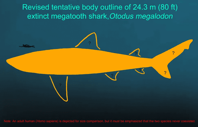  Los investigadores han desarrollado un esquema corporal tentativo revisado de un megalodón de 24 metros. Foto: Universidad DePaul   