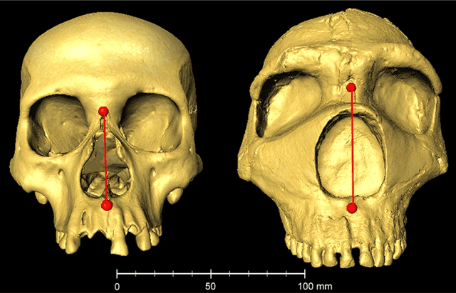  Comparación de un cráneo de Homo Sapiens con uno neandertal que muestra la diferencia de la altura nasal. Foto: Kaustubh Adhikari / UCL   