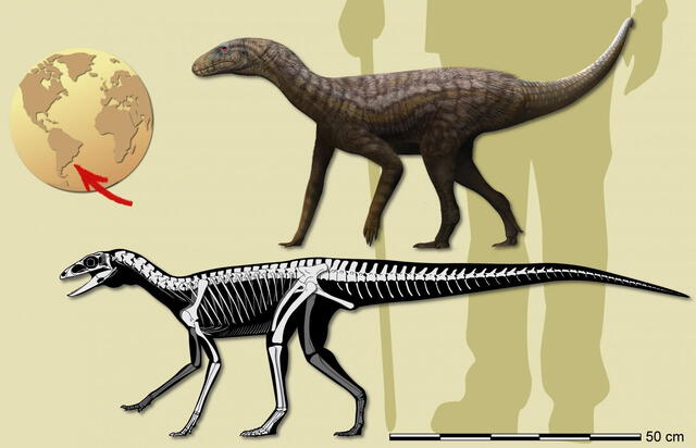 El fósil de Gondwanax paraisensis fue descubierto en 2014 por Pedro Lucas Porcela Aurelio. Gráfico: Matheus Fernandes Gadelha.   