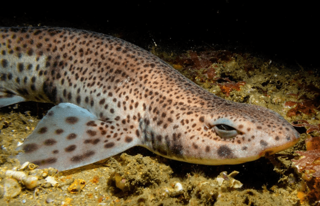  El tiburón pintarroja es una de las especies más pequeñas de tiburones. Foto: CRAM   