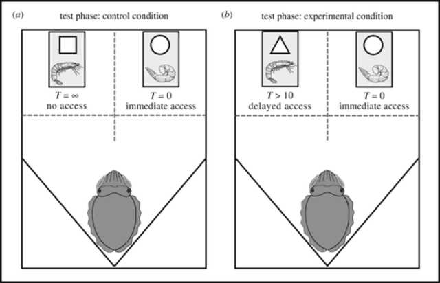  Esquema del experimento en sepias que demuestran las habilidades cognitivas de los cefalópodos.   