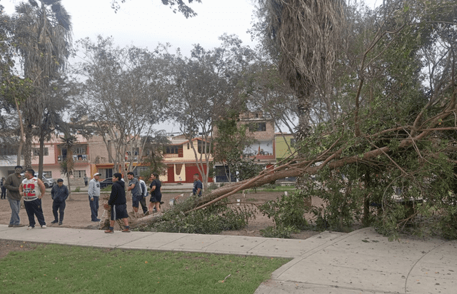 Árbol se cae en Puente Piedra. Foto: composición LR.   