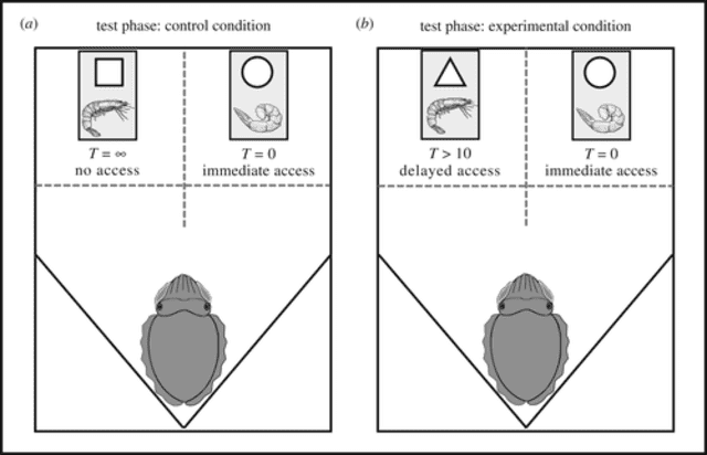  Esquema del experimento en sepias que demuestran las habilidades cognitivas de los cefalópodos. Foto: Royal Society   