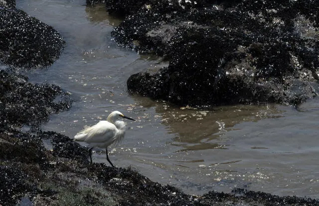 El Ministro del ambiente, Rubén Ramírez, precisó que el derrame en Ventanilla sería de 6 mil barriles. Foto: AFP.