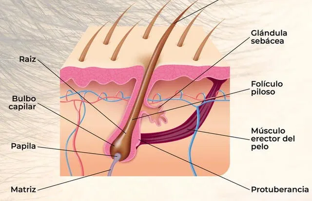 Ilustración de la anatomía del cuero cabelludo. Foto: Harmonyx Studio
