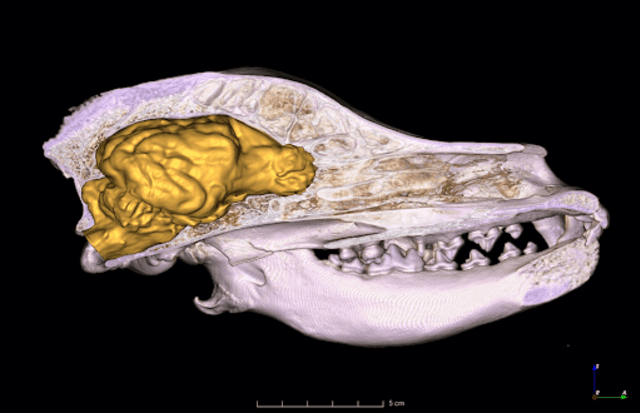  Cráneo de un perro de raza vizsla húngaro con un cerebro modelado en 3D. Foto: Kálmán Czeibert   