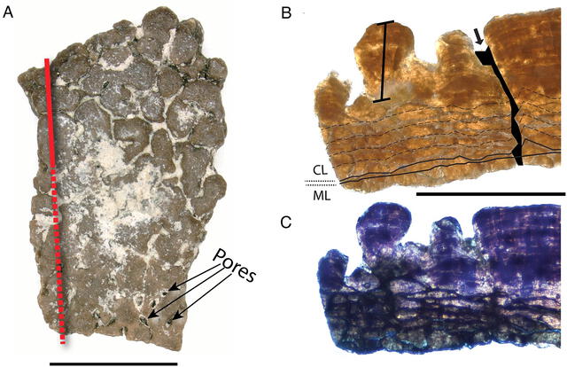  Características del fragmento del Undulatoolithus. Foto: PLOS One   