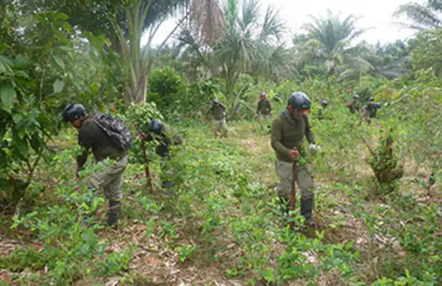 En el campo. La erradicación de lo cultivos de hoja de coca en Ucayali aumentó considerablemente el último año. Foto: difusión En el campo. La erradicación de lo cultivos de hoja de coca en Ucayali aumentó considerablemente el último año. Foto: difusión