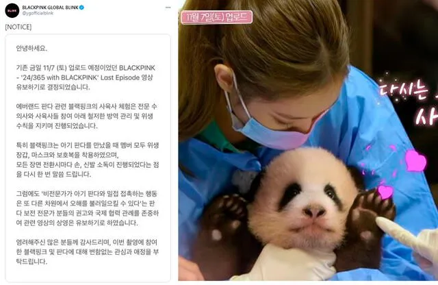 BLACKPINK: YG emite comunicado sobre interacción con osos panda. Foto: captura