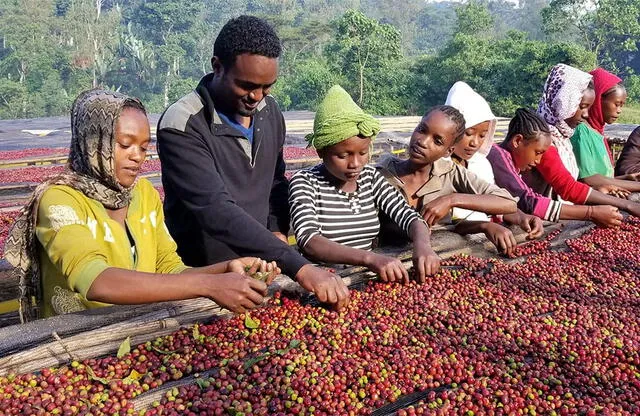 Etiopía es uno de los mayores productores mundiales de café. Foto: Ineffable Coffee   