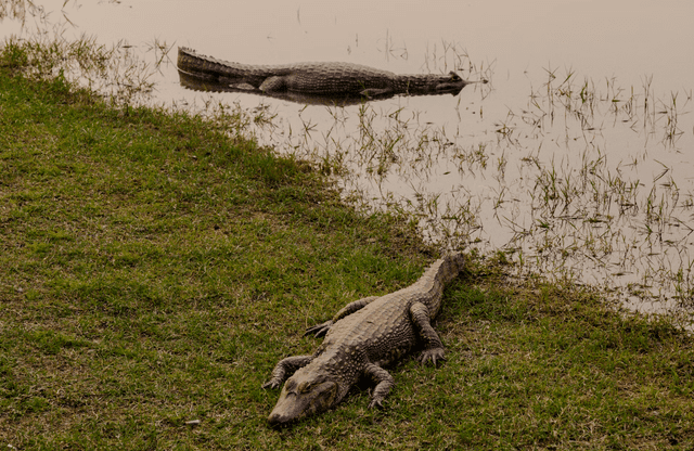 Pantanal paraguayo es una extensión del mayor humedal del mundo que alberga una rica fauna, incluyendo caimanes, capibaras, jaguares, anacondas y numerosas especies de aves acuáticas y migratorias. Foto: María Magdalena Arréllaga/Lonely Planet   