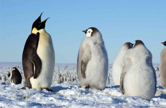 Pinguinos Pinguinos