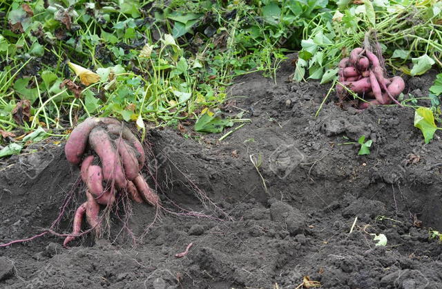  El ñame requiere suelos fértiles, profundos y sueltos, ya que el exceso de humedad es perjudicial para el cultivo. Foto: Ecomundo    