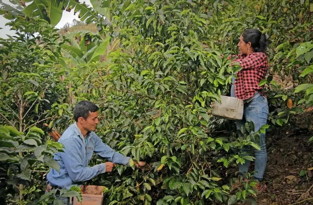 Yoniser Mego recoge los granos en su finca ubicada en Cajamarca. Foto: El Peruano   