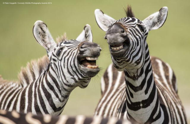 Revisando a los candidatos del  Comedy Wildlife Photography Awards 2019