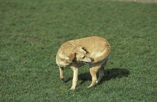 Los perros se pueden morder la cola por problemas en la piel. Foto: Difusión 