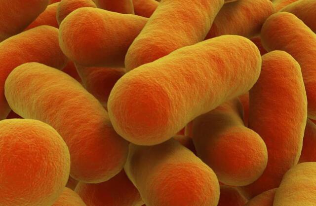 La bacteria pasteurella puede hallarse en algunos animales. Foto: Ruminants Blog   