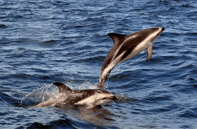Los delfines oscuros suelen nadar en grupos. Foto: Lofti Si Saber   