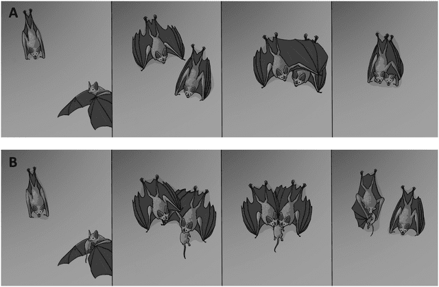  Ilustración del saludo entre murciélagos. Foto: PLOS One   
