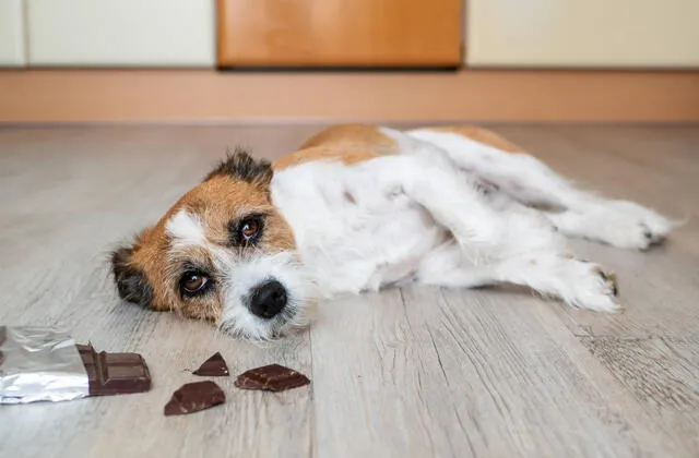  No es bueno darle chocolate a tus perros, sobre todo, en grandes cantidades. Foto: El Tiempo 