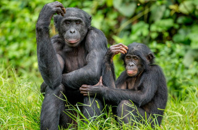 La masturbación no es exclusiva de los humanos y los primates la practican con una razón evolutiva para su especie. Foto: Discovery Magazine   