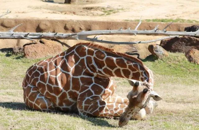  Las jirafas descansan para relajar su cuello. Foto: Zoo Aquarium<br>    