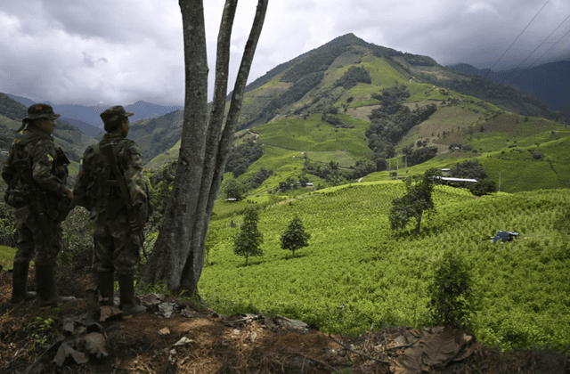  Guerrilleros disidentes de las FARC patrullan junto a cultivos de coca en Cauca. Foto: AFP    