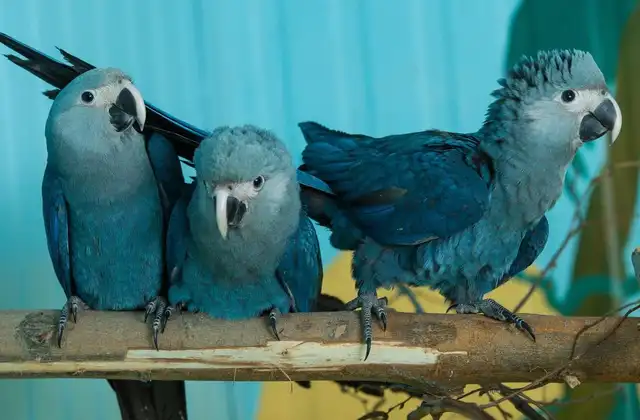 Las aves fueron evacuadas de un criadero privado debido a la presencia de circovirus, que afecta su salud y puede resultar mortal.